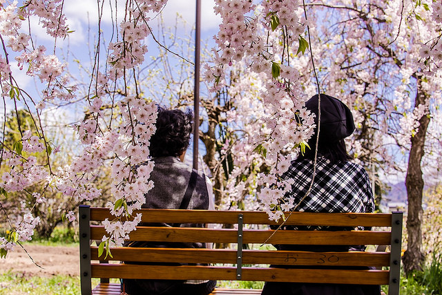 東北十大賞櫻景點：喜多方枝垂櫻花瀑布隧道_img_50